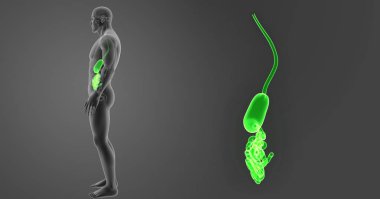 Mide ve ince bağırsak