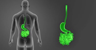 Mide ve ince bağırsak 