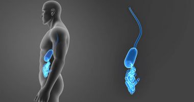 Mide ve ince bağırsak