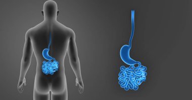 Mide ve ince bağırsak