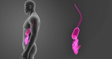 Mide ve ince bağırsak