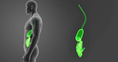 Mide ve ince bağırsak