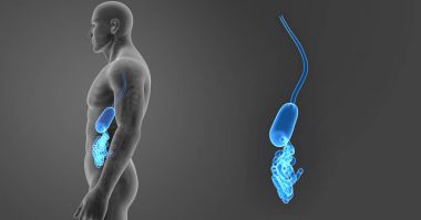 Mide ve ince bağırsak