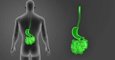 Mide ve ince bağırsak