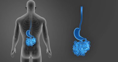 Mide ve ince bağırsak