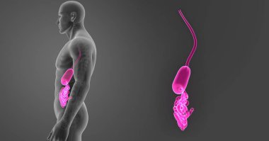 Mide ve ince bağırsak