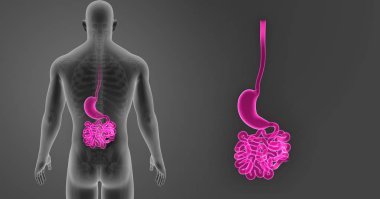 Mide ve ince bağırsak