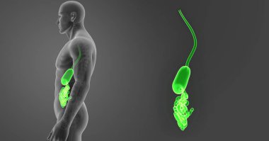 Mide ve ince bağırsak