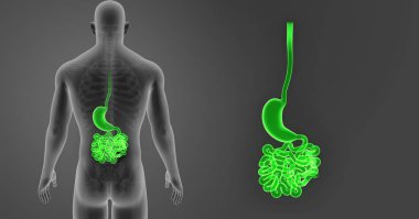 Mide ve ince bağırsak