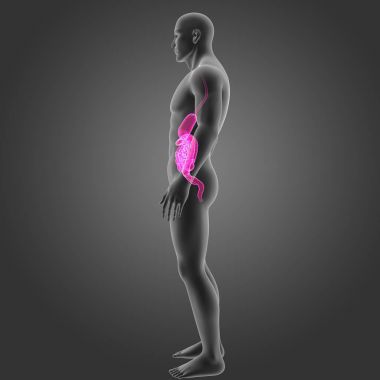 Mide ve bağırsak vücut ile