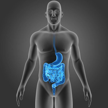 Stomach and intestine with body clipart