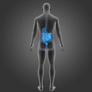 Mide ve bağırsak ile iskelet 