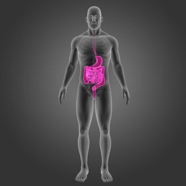 Mide ve bağırsak ile iskelet 