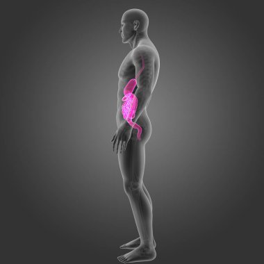 Mide ve bağırsak ile iskelet 