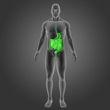 Mide ve bağırsak ile iskelet 