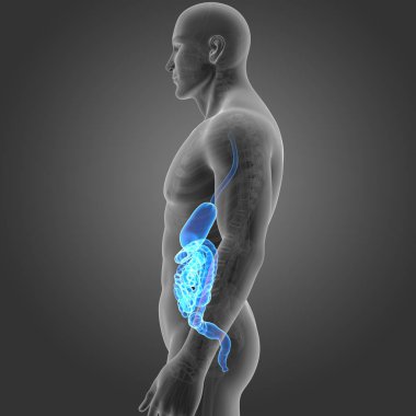 Mide ve bağırsak ile iskelet 