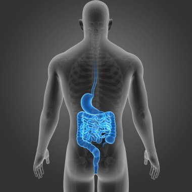 Mide ve bağırsak ile iskelet 