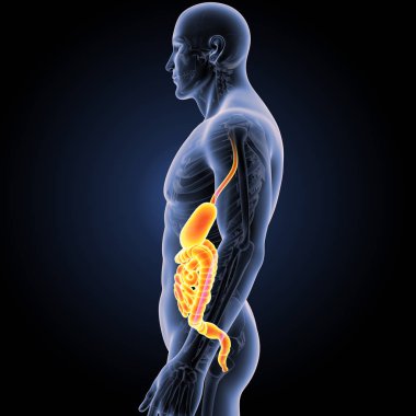 Mide ve bağırsak ile iskelet 