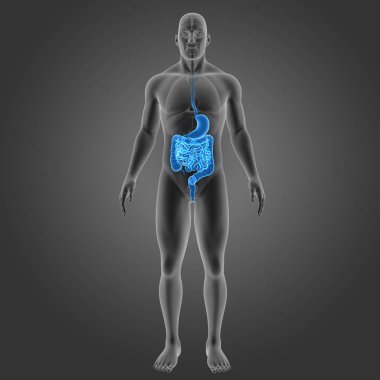 Mide ve bağırsak organları ile 