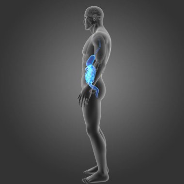 Mide ve bağırsak organları ile 