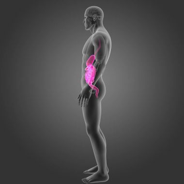 Mide ve bağırsak organları ile 