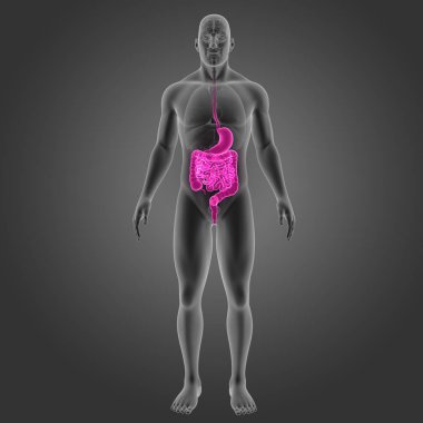 Mide ve bağırsak organları ile 