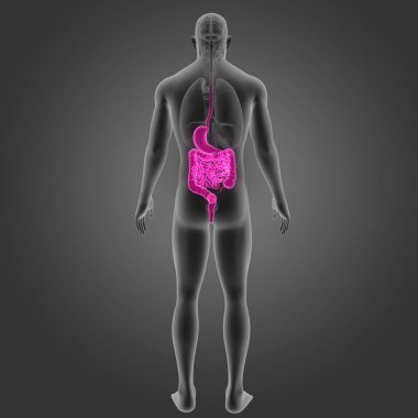 Mide ve bağırsak organları ile