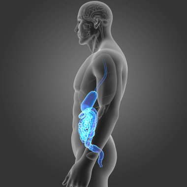 Mide ve bağırsak organları ile 