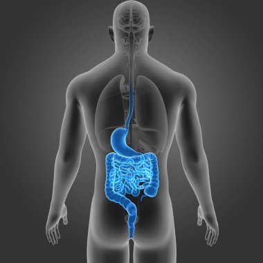 Mide ve bağırsak organları ile