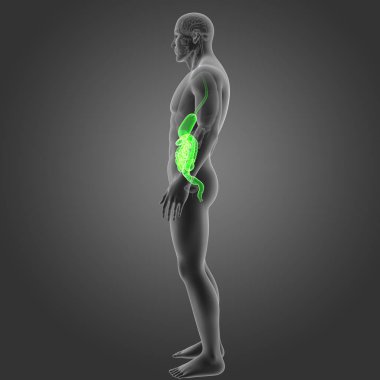 Mide ve bağırsak organları ile 