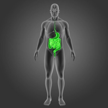 Mide ve bağırsak organları ile 