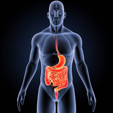 Stomach and intestine with organs  clipart
