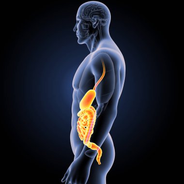 Mide ve bağırsak organları ile 