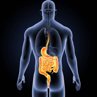 Stomach and intestine with organs clipart