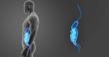 Mide ve bağırsak yakınlaştırma 