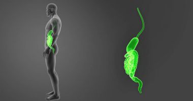 Mide ve bağırsak yakınlaştırma 