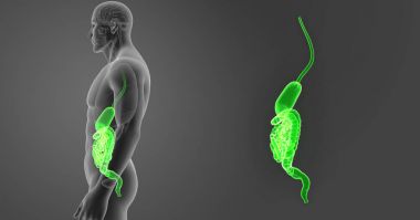 Mide ve bağırsak yakınlaştırma 