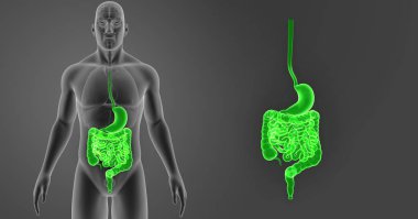 Mide ve bağırsak yakınlaştırma  