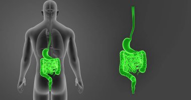 Mide ve bağırsak yakınlaştırma 