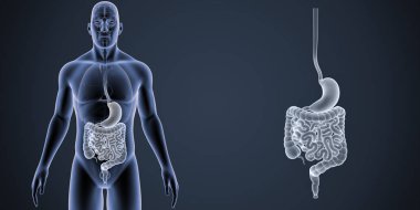 Stomach and intestine zoom   clipart