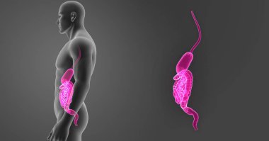 Mide ve bağırsak yakınlaştırma 