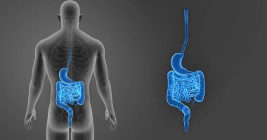 Mide ve bağırsak yakınlaştırma 