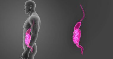 Mide ve bağırsak yakınlaştırma