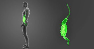 Mide ve bağırsak yakınlaştırma