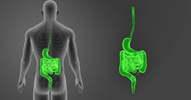 Mide ve bağırsak yakınlaştırma 