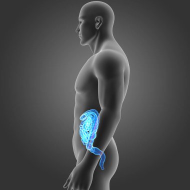 Bağırsak vücut Oda