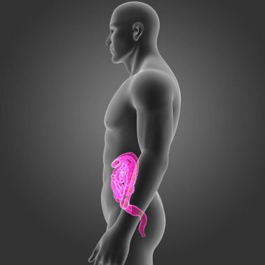 Bağırsak vücut Oda