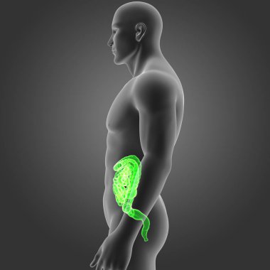 Bağırsak vücut Oda