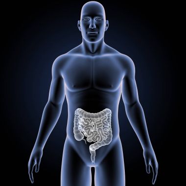 Bağırsak vücut ön görünümü ile