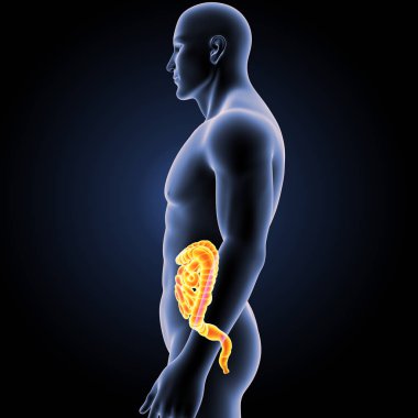 Bağırsak vücut Oda